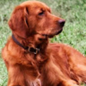 Meet your Posher, Toi